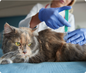 Вакцинация для животных в клинике Авет