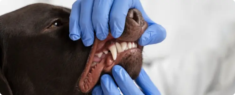 Стоматологія для тварин у клініці Авет