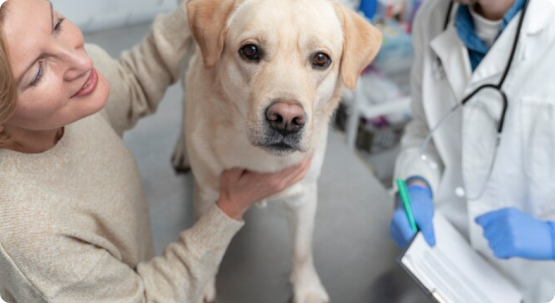 Консультации ветеринара и срочный прием в ветеринарной клинике