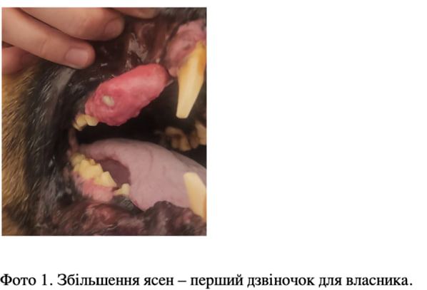 Доброкачественные и злокачественные новообразования ротовой полости у животных — фото