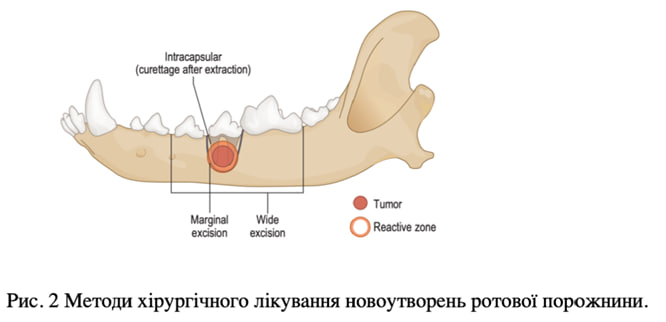Восстановление после операции на ротовой полости у животных — послеоперационный пациент