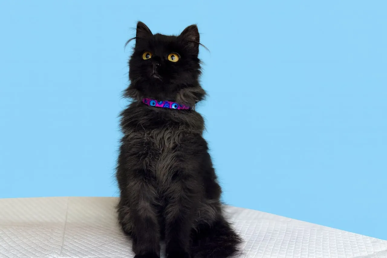 Догляд за котами