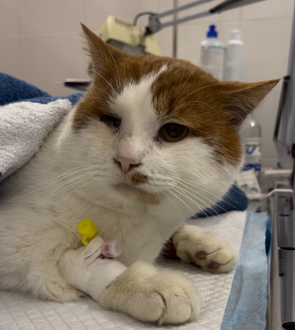 Блефаропластика у кота при ентропіоні