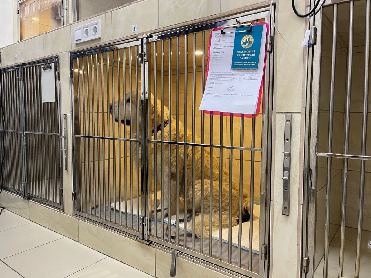 утворення на хвості та ампутація