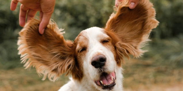 Догляд за вухами