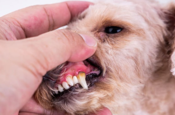 Хвороби зубів у собаки
