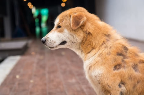 Випадіння шерсті у собак