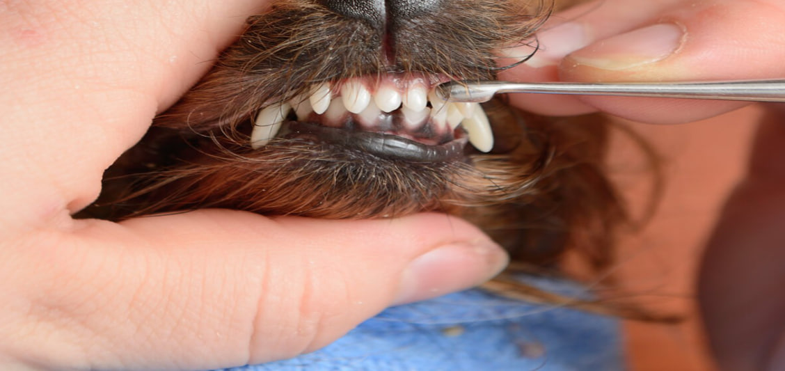 Запах з рота у собаки