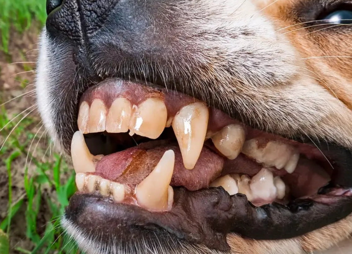 Запах з рота у собаки