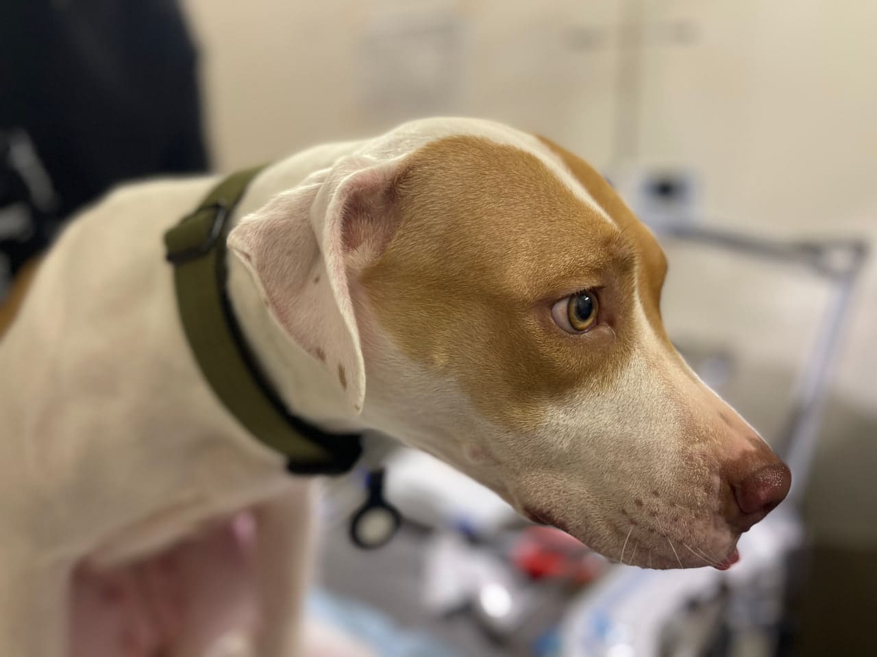 гістіоцитоми у молодої собаки