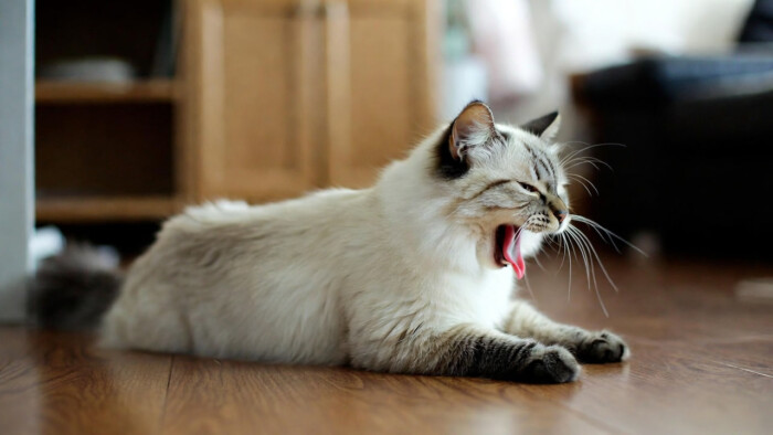 Чому кіт блює