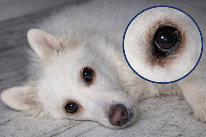 Потемніння шерсті біля очей